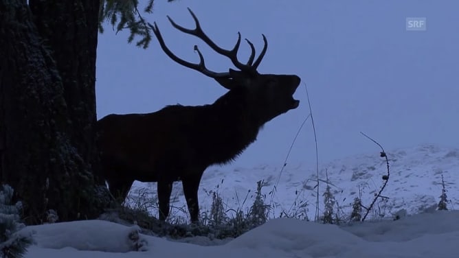 Swiss National Park. 100 Years of Solitude