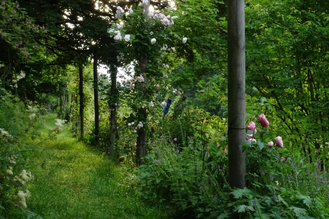 l’été au jardin, à l’aube