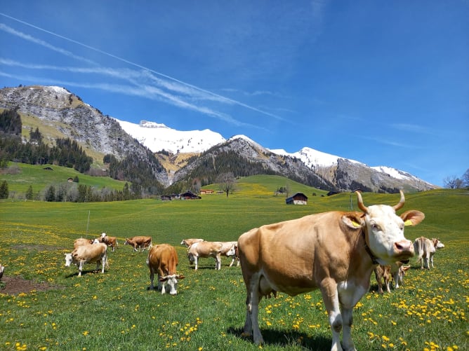 Nos vaches Simmental sur le champ