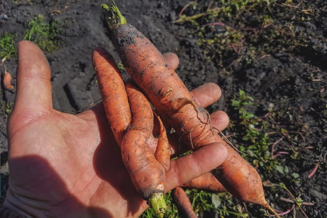 Carottes délicieuses exemptes de normes