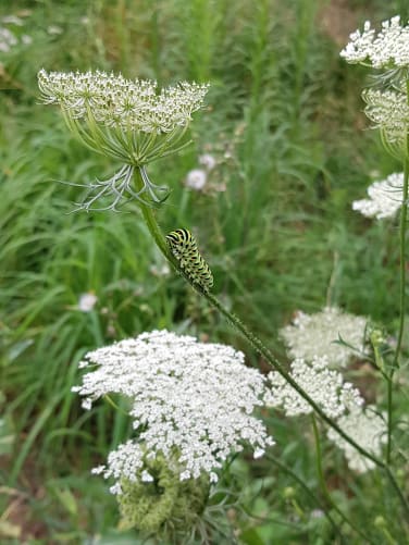 Schwalbenschwanzraupe auf wilder Möhre