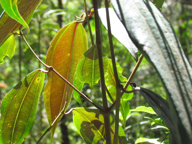 Dans la forêt à côté de l'hostal Al Bosque, Santa Elena, Colombie