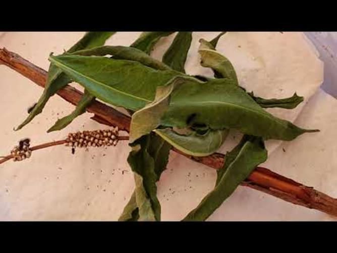 1000 und 1 Flügelschlag kleine Nachtpfauenaugen am schlüpfen