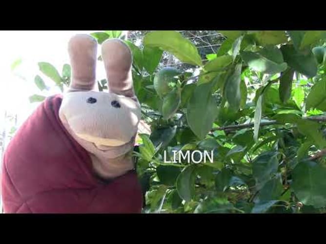 Oscar Acol et les fruits
