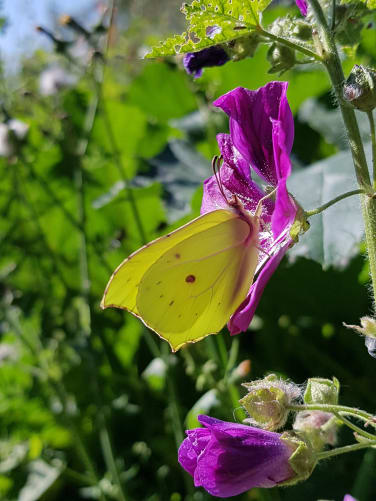 Mein Lieblingsschmetterling, Zitronenfalter