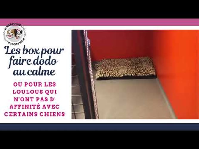 Bouledogue Attitude - La vie au refuge