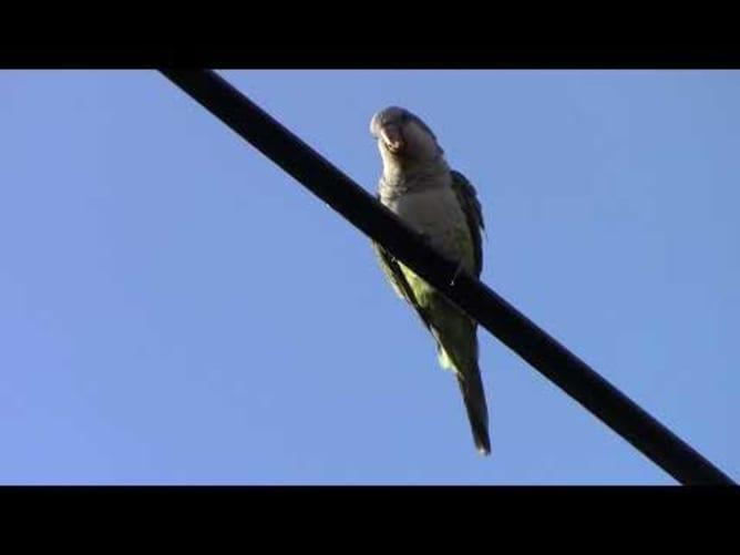 Des oiseaux d’ici et d’ailleurs