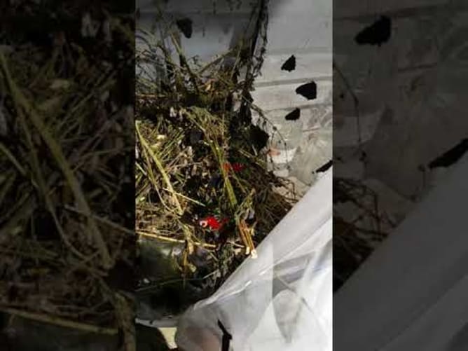 Tagpfauenaugen fliegen aus