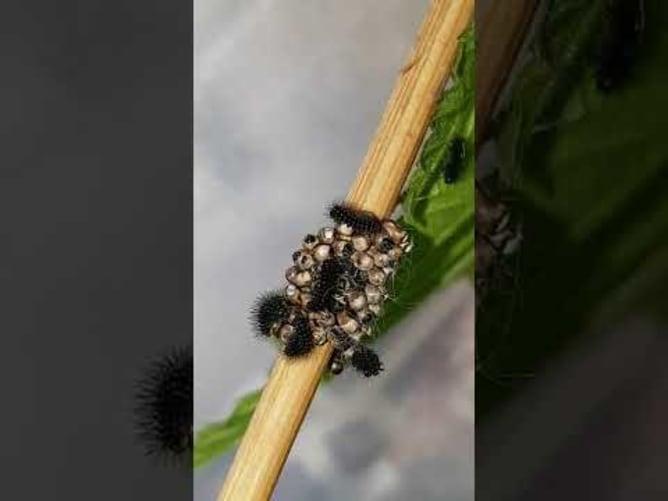 Nachtpfauenaugen Raupen am schlüpfen