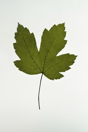 Bild: leaves C