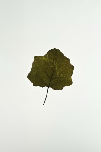 Bild: leaves D 