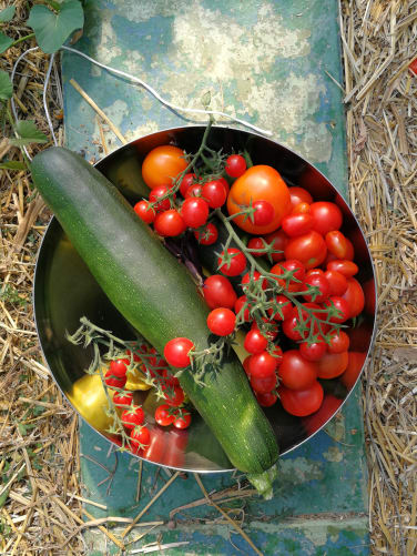 Les légumes d'été à la ferme