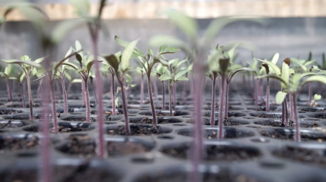 Les plantons de tomates en pleine croissance