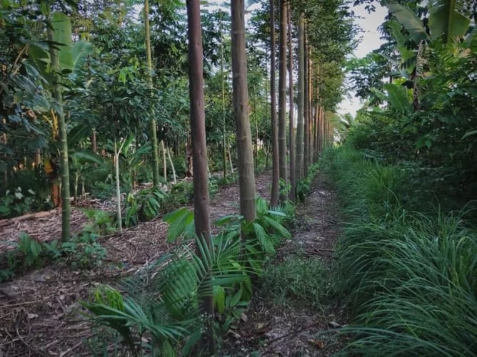 Fazenda Anauá, ein Modell für integrierte und widerstandsfähige Agroforstwirtschaft (AF). Bild: reNature