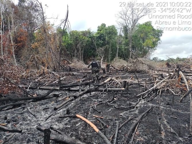 Pour lutter efficacement contre les pratiques de déforestation, nous avons besoin de réunir tous les soutiens possibles. photo: CPRH-MPPE