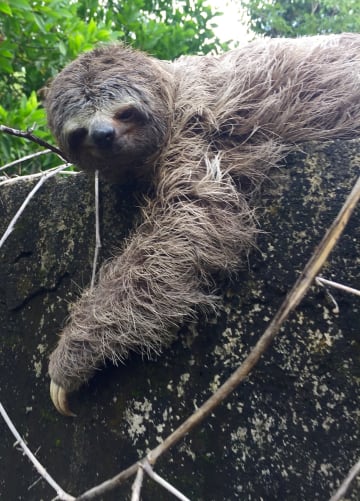 A sloth, passing through our domain. It is urgent to preserve the biodiversity!