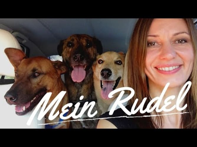 My pack - 3 street dogs from Brazil and a pinscher from a puppy mill. My time with them was one of the most beautiful and instructive in my life.