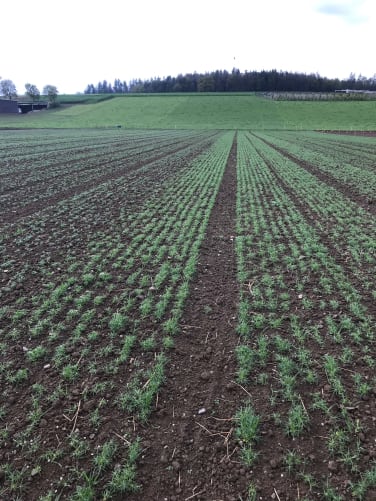 Crop trial - April 2022 