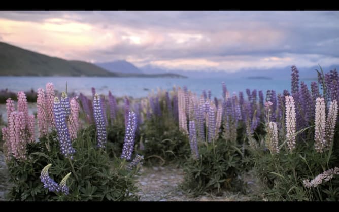 Wild lupin