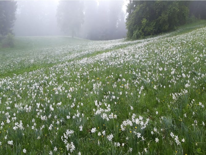 Petite brume matinale par une matinée fraîche au printemps, au Mont-Pèlerin (Vaud, Suisse)