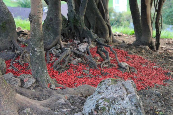 «Blutende Wurzeln» (Red Island, 2018)