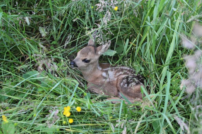 Kitz im Gras, Rehkitzrettung.ch