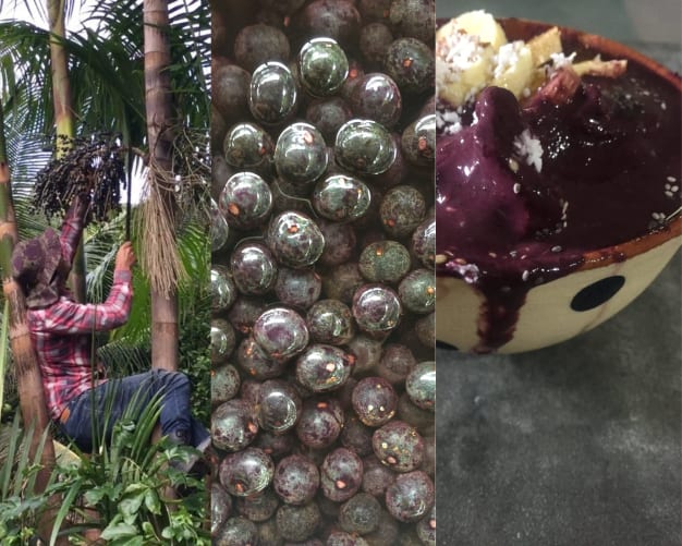 Adding value to the açai: from the harvest to the final product, the açai cream.