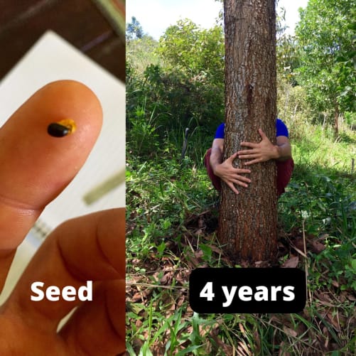 Von diesem kleinen Samen zu diesem Baum von mehr als 30 cm Durchmesser in nur 4 Jahren mit wenig oder gar keiner Arbeit, auf unserem Grundstück. (Acacia mangium). Die Zukunft liegt in unserer Hand!