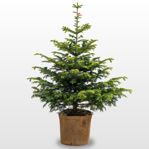 Nordmanntanne 110-130 cm im HAPPY TREE Naturfaser-Topf