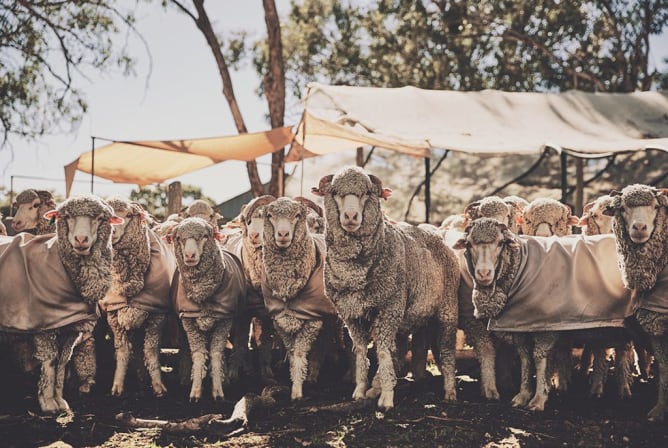 Mulgowan sheep Farm, Amiens, QLD Australia