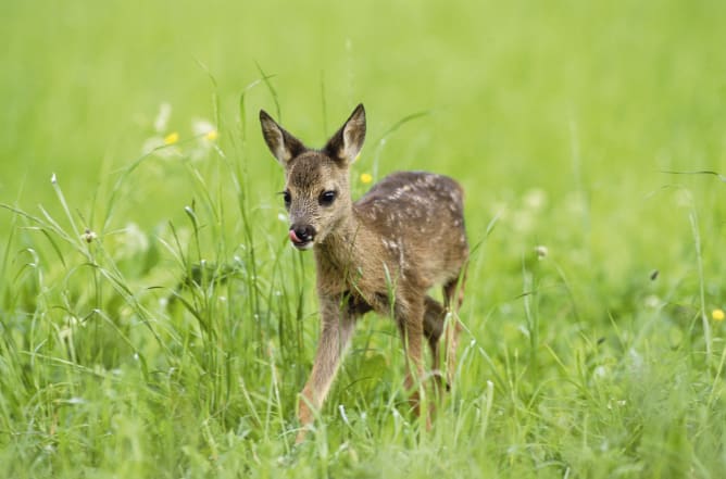 Bitte hilf mit Tierleid zu verhindern