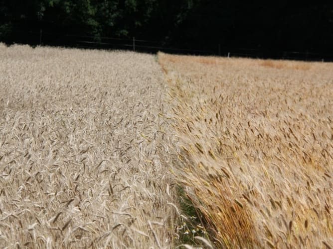 Emmer- und Einkorn: Gelebte Getreidevielfalt auf dem Radhof in Marthalen ZH.