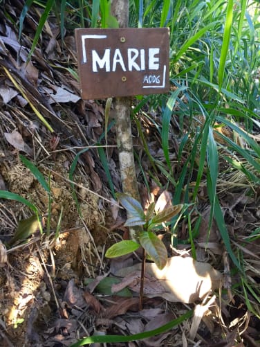 Rewards - Sponsorship of a tree, here an Avocado tree.