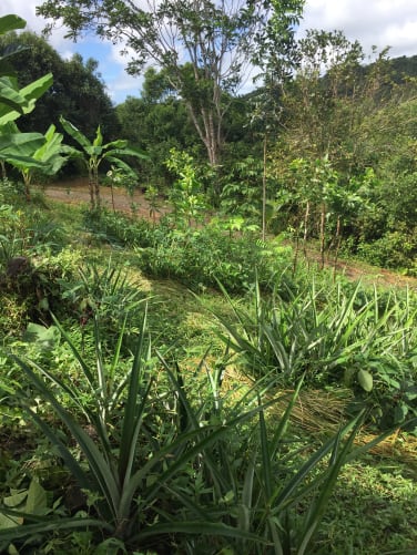 July 2022: An overview of one of our agroforestry gardens after 1 year.