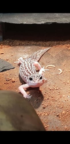 Der Leopardgecko freut sich schon riesig als ich ihm davon erzählt habe ;-)