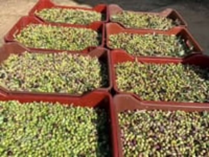 Ernte Start