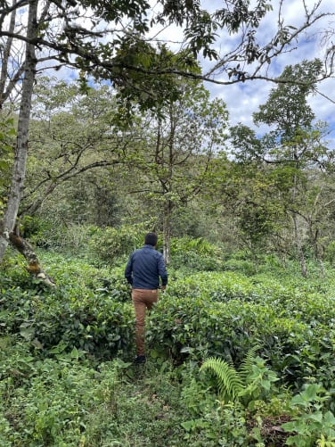 German Povea, producteur de nos thés, Cusco Huyro,2022