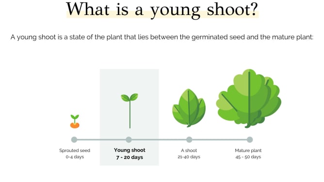 🌿 What is a young shoot?