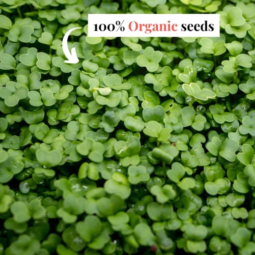 🌳 All our seeds are 100% organic