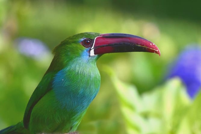 Voici l'une des trois espèces de toucans: Le Toucanet à croupion rouge