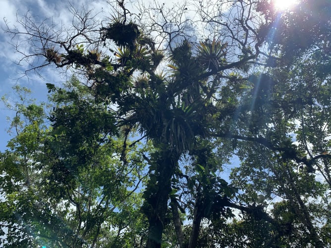 The epiphytes grow up to the highest branches and are a habitat for many animal species such as frogs.