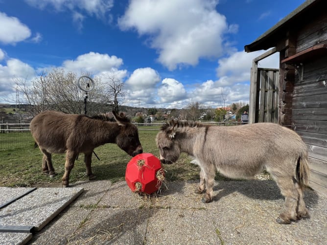 Bale of hay compensation for the donkeys