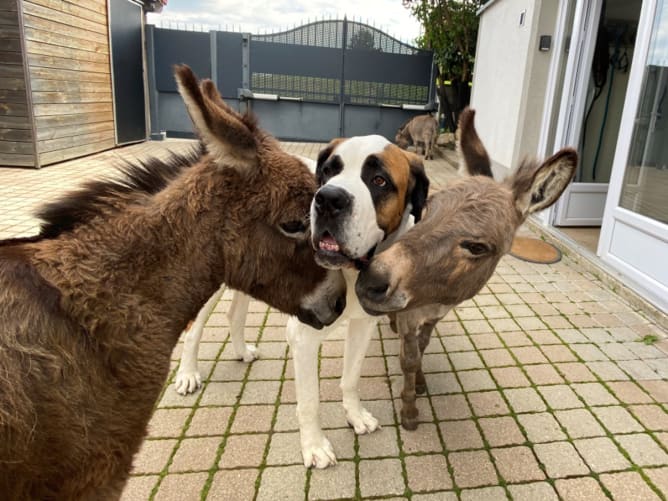 Kuscheln mit Minus und Balthazar und Gaspard