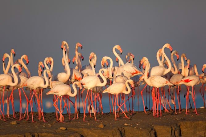 Flamingoes in the Camargue: Wetlands are a important part of Mediterranean ecosystems. 