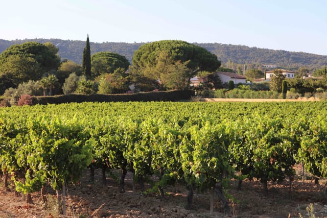 A Southern France vineyard: viticulture is an important part of the Med economy. 