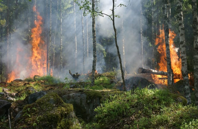 Environmental threats: Forest fires are an increasing scourge to countries such as France, Greece, Turkey, Lebanon and Algeria.