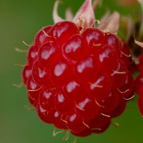 PSR framboise Rote aus Safnern