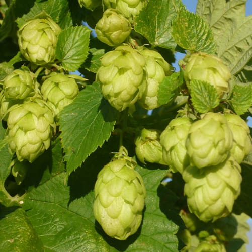 Houblon bio Perle