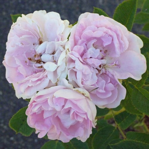 Rosa alba Maidens Blush