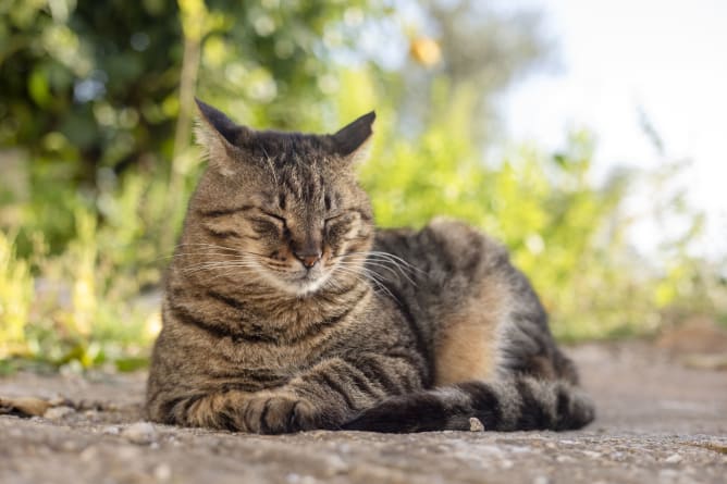 Moses der Chef-Kater